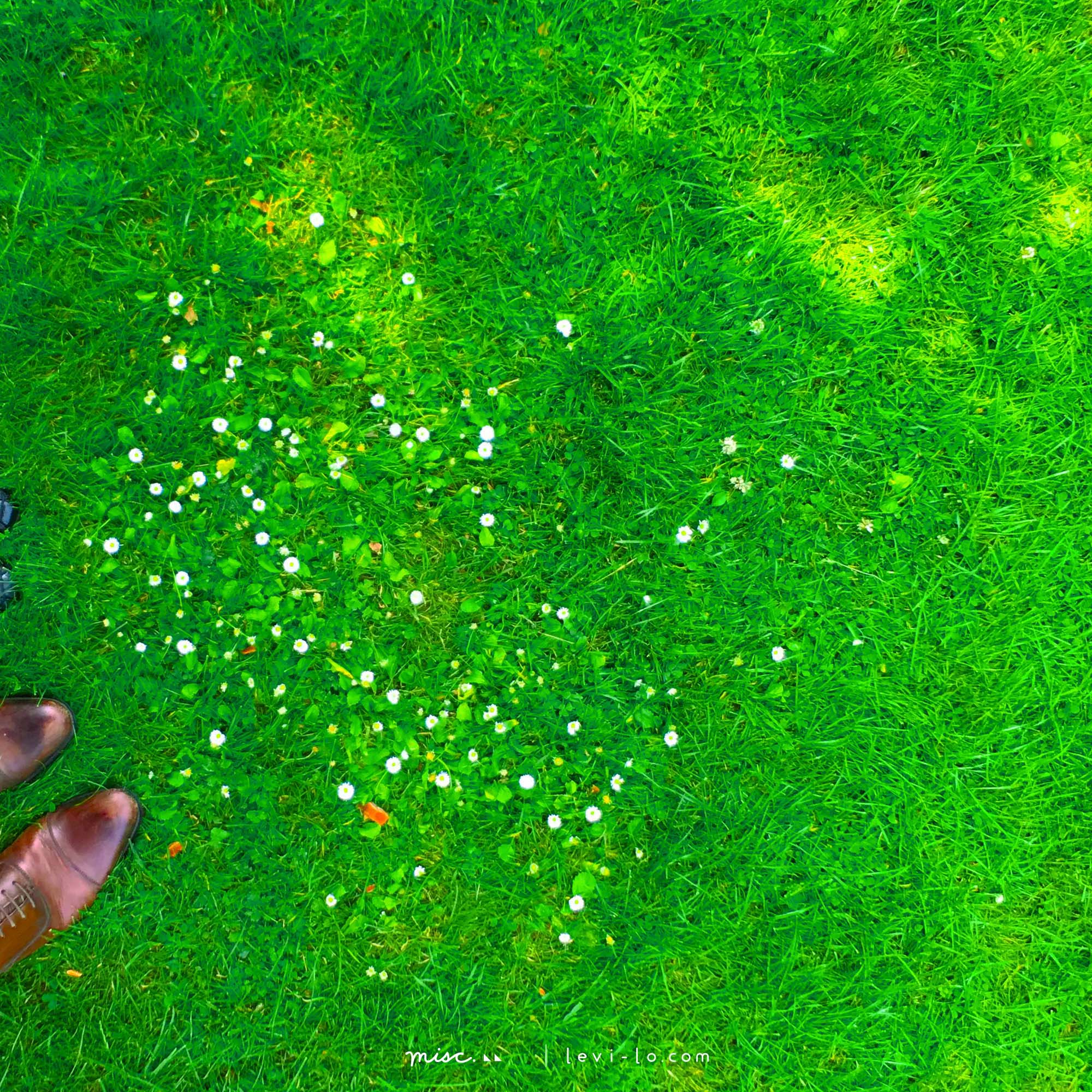  white tiny flowers on the green land