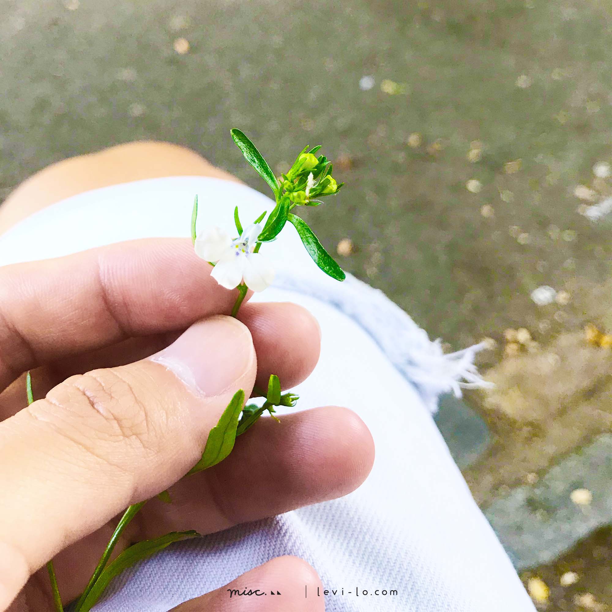 Small white flower on hand for study