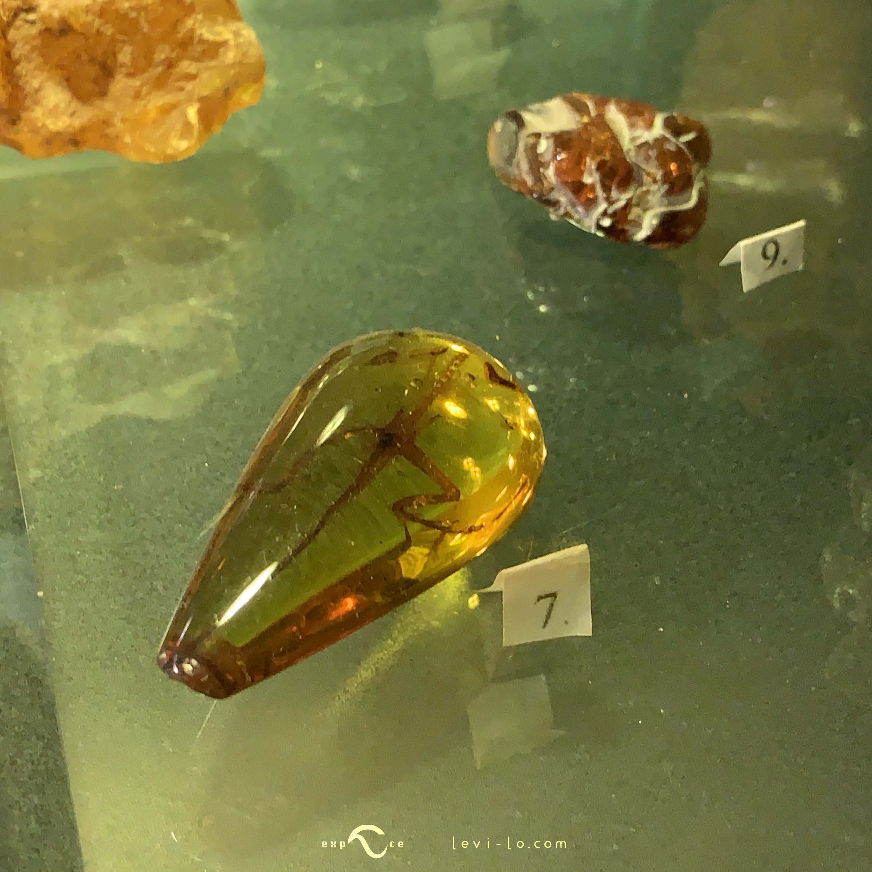 An animal trapped in an amber